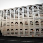 Exploring Animal Transport Trucks: Best Practices and Vehicle Recommendations