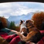 How to Go Overlanding with Your Dog